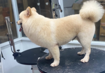 PHÒNG KHÁM THÚ Y NGUYỄN QUYÊN- THIẾT KẾ BỞI MR TÀI: 0789711496