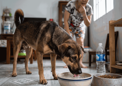 PHÒNG KHÁM THÚ Y NGUYỄN QUYÊN- THIẾT KẾ BỞI MR TÀI: 0789711496
